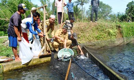 Ikan Segar Kepahiang Rajai Pasar Sumsel