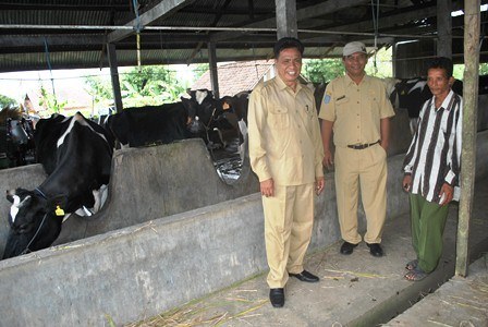 Lebaran, Stok Sapi 266 Ekor