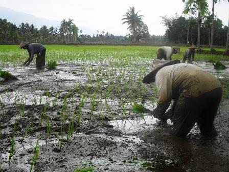 6 Kecamatan Mulai Turun Tanam