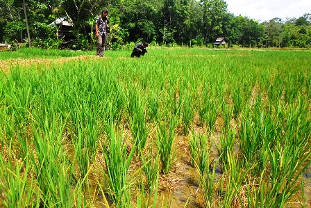 Sawah Terancam Kekeringan