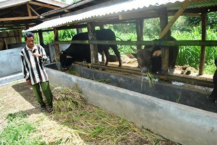 Waspada Daging Sapi Gelonggongan