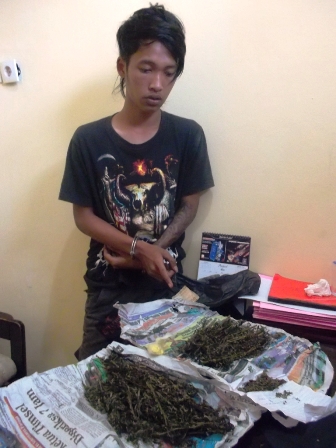 Pengedar Ganja Terjaring Operasi Pekat