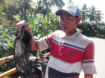 Ikan Mati, Sungai Pino Diduga Tercemar Limbah