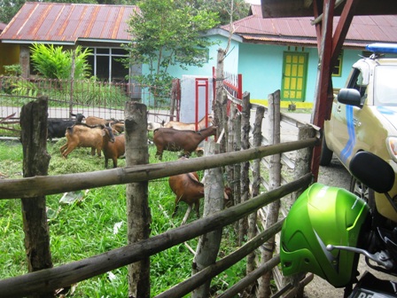 Satpol PP Tangkap 11 Kambing