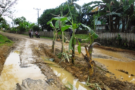 Jalan Provinsi Ditanami Pisang