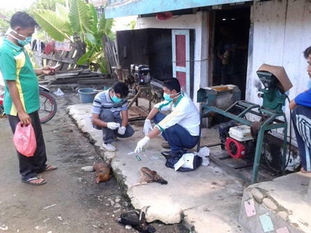 Dilarang Ternak Ayam Selama Sebulan