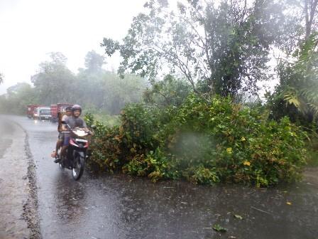 Pohon Tumbang, Kendaraan Antre