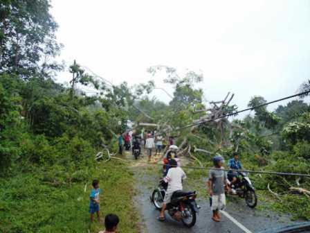 Tumbang, Beringin Timpa Tiang Listrik