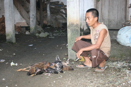 Ratusan Ayam Ditemukan Mati