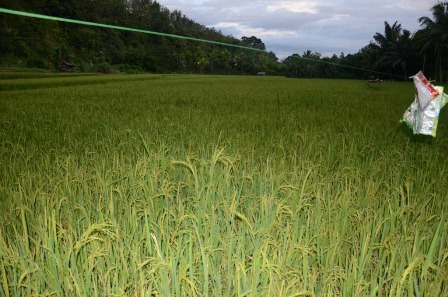 Petani Keluhkan Hama