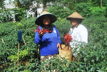 Kopi dan Lada Naik, Cabe Turun