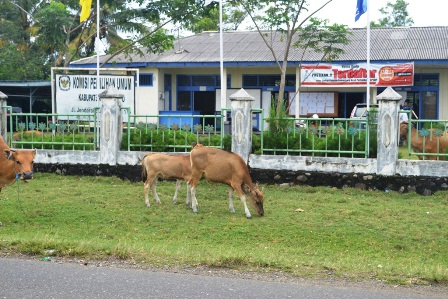 Berkeliran, Hewan Ternak Ditembak