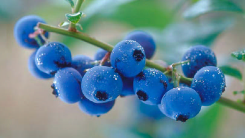 Blueberry Turunkan Risiko Serangan Diabetes