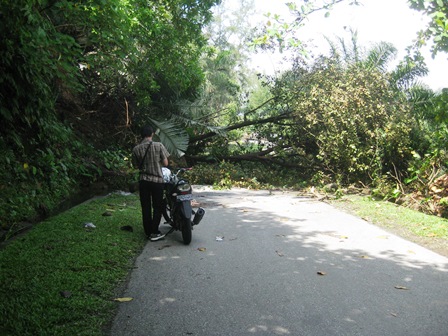 Pohon Tumbang Hadang Jalan