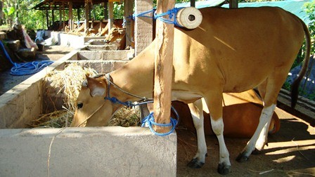 Harga Sapi Mulai Naik