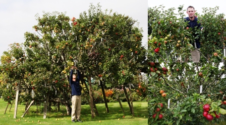 Satu Pohon Miliki 250 Jenis Apel Berbeda