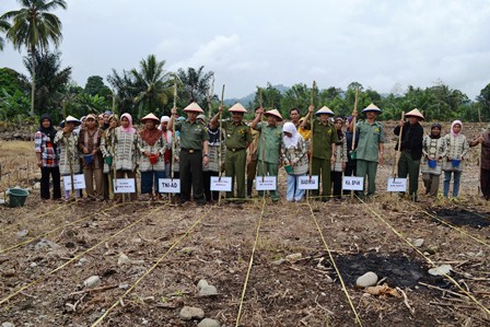 Distan Kembangkan Kawasan Jagung di BS