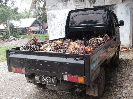 Maling Sawit 20 Tandan, Didenda Rp 18 juta