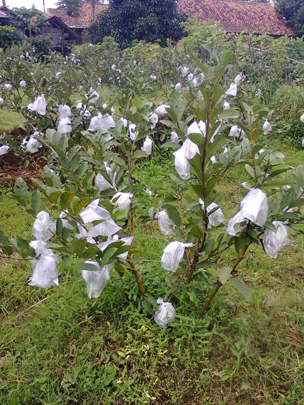 Budidaya Jambu Kristal