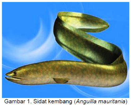 Ikan Sidat Mulai Dibudidayakan