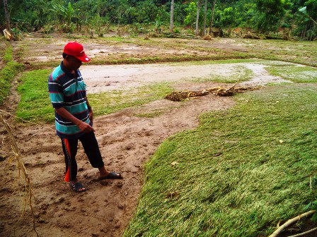 Ratusan Hektar Sawah Gagal Panen