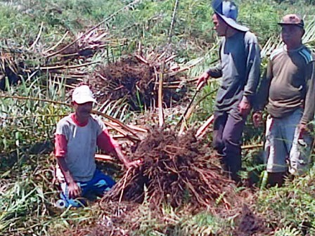 Pengrusakan Sawit Dilapor Bupati