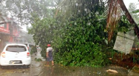 Jaksel Dilanda Hujan Deras, Pohon Tumbang di Lenteng Agung