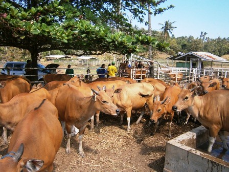 Sapi Dikirim Keluar Daerah