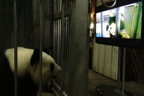 Video Porno Untuk Terapi Panda