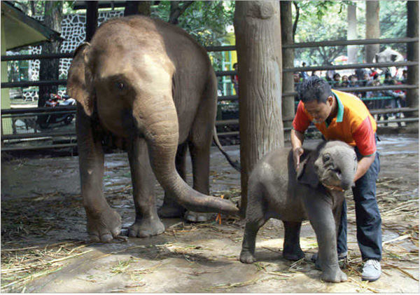 Joa, Gajah Sumatera Penghuni Baru Ragunan