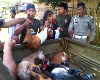 Satpol PP Amankan 8 Kambing