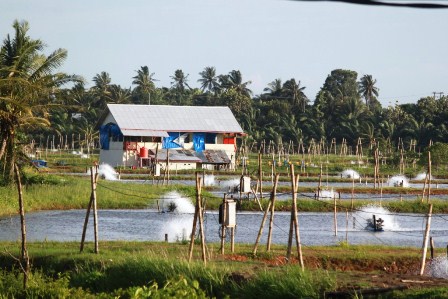 Investor Garap Budidaya Udang