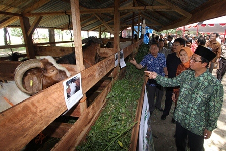 Bengkulu Potensi Penghasil Ternak