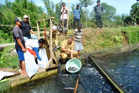 Danau Suro Produksi 1.500 Ton Ikan