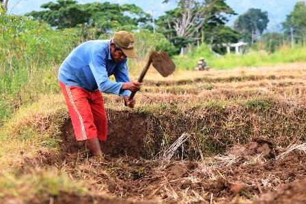 Penghijauan Lahan