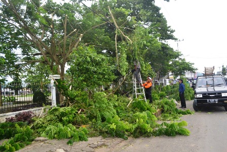 Tanam Tumbuh Gangguan Utama Distribusi Listrik di Kaur