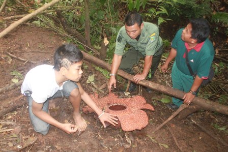 Dishubkominfopar Kelola Rafflesia