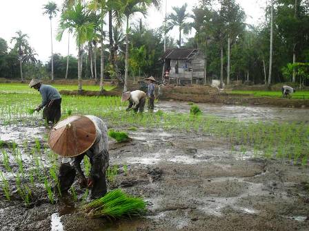 Petani Diminta Hindari Ijon