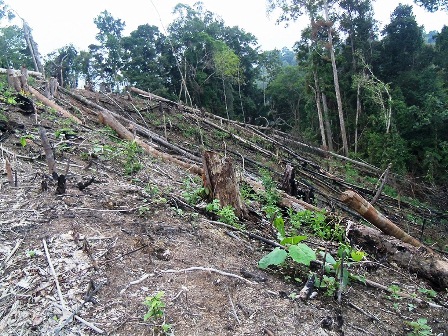 Biaya Pengamanan Hutan Naik