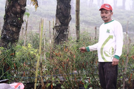 Petani Cabe Merugi