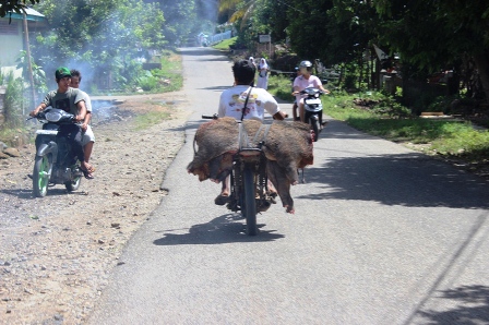 Keluhkan Darah Babi Berceceran di Jalan