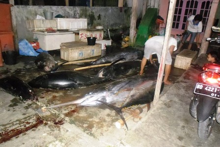 Nelayan Linau Tangkap Ikan Tuna Jumbo