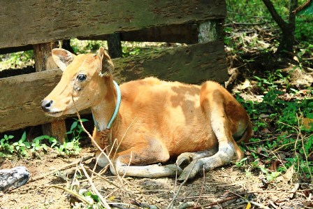 92 Sapi Betina Produktif Dipotong