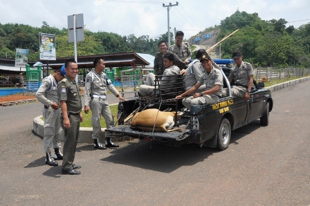 Sehari, Satpol PP Tangkap  2 Sapi