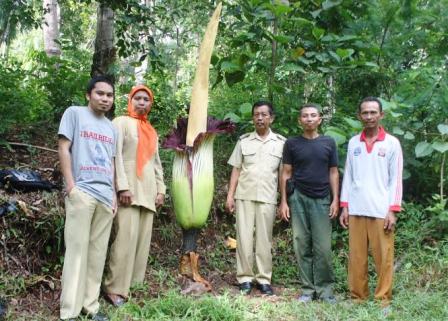 27 Bunga Kibut Siap Mekar di Tahura Rajolelo