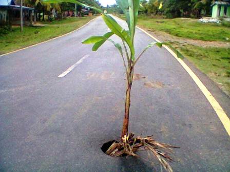 Warga Tanam Pisang di Jalan Raya