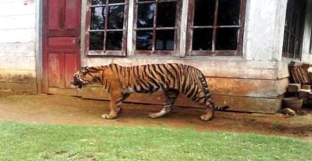 BKSDA Pasang Perangkap Harimau Pemangsa Sebelas Ternak di Seluma