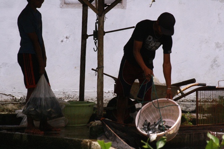 Produksi Ikan Meningkat