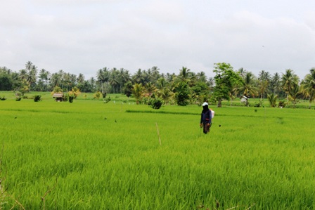 Manfaatkan Pematang Sawah