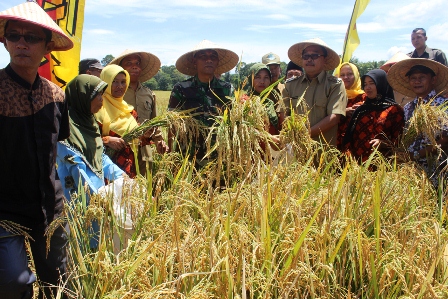 Bupati Larang Alih Fungsi Sawah